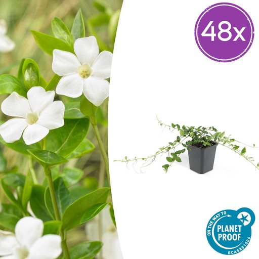 "48x Vinca minor 'Alba' - ↕10-25cm - Ø9cm image"