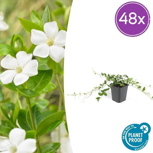"48x Vinca minor 'Alba' - ↕10-25cm - Ø9cm image"