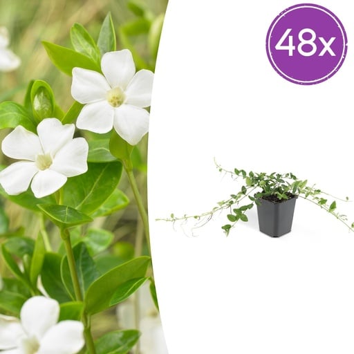 "Immergrün 'Alba' 48er-Set (Vinca minor) – winterharter Bodendecker, Topf-Ø 9 cm, Höhe ca. 25 cm image"