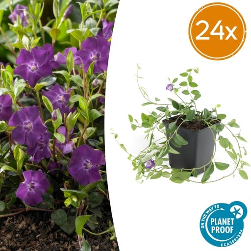 "24x Vinca minor 'Atropurpurea', - ↕10-25cm - Ø9cm image"