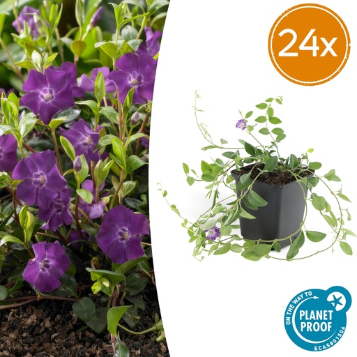 "24x Vinca minor 'Atropurpurea', - ↕10-25cm - Ø9cm image"