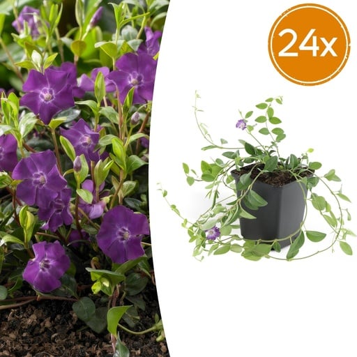 "Immergrün 'Atropurpurea' 24er-Set (Vinca minor) – winterharter Bodendecker, Topf-Ø 9 cm, Höhe ca. 25 cm image"