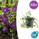 48x Vinca minor 'Atropurpurea', - ↕10-25cm - Ø9cm