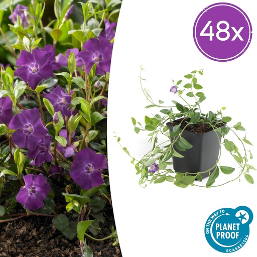 "48x Vinca minor 'Atropurpurea', - ↕10-25cm - Ø9cm image"