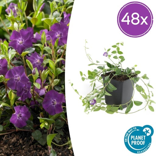 "Immergrün 'Atropurpurea' 48er-Set (Vinca minor) – winterharter Bodendecker, Topf-Ø 9 cm, Höhe ca. 25 cm image"