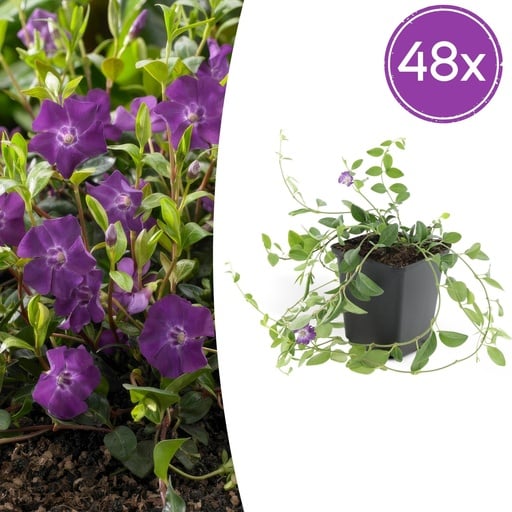 "Immergrün 'Atropurpurea' 48er-Set (Vinca minor) – winterharter Bodendecker, Topf-Ø 9 cm, Höhe ca. 25 cm image"