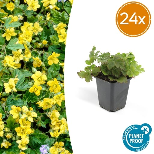"24x Waldsteinia ternata - ↕10-25cm - Ø9cm image"