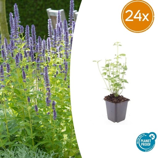 "Duftnessel 'Black Adder' 24er-Set (Agastache foeniculum) – winterharte Staude, Topf-Ø 9 cm, Höhe ca. 25 cm image"