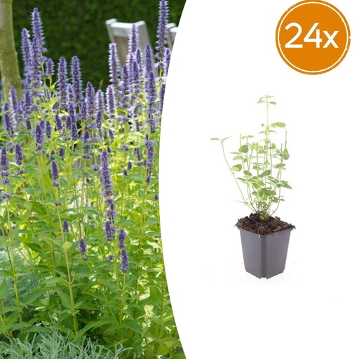 "Duftnessel 'Black Adder' 24er-Set (Agastache foeniculum) – winterharte Staude, Topf-Ø 9 cm, Höhe ca. 25 cm image"