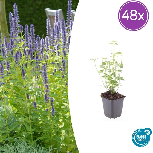 "48x Agastache 'Black Adder' - ↕10-25cm - Ø9cm image"