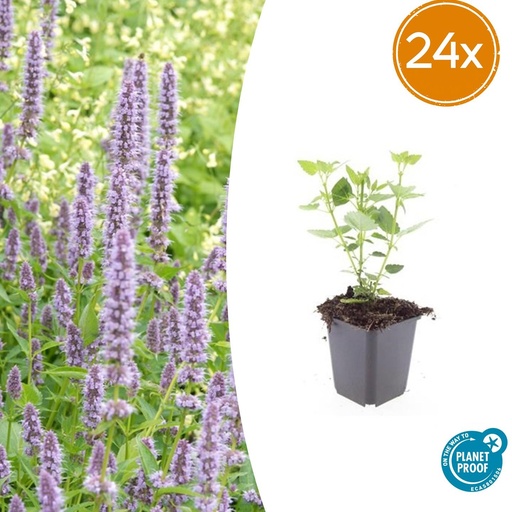 "24x Agastache 'Blue Fortune' - ↕10-25cm - Ø9cm image"