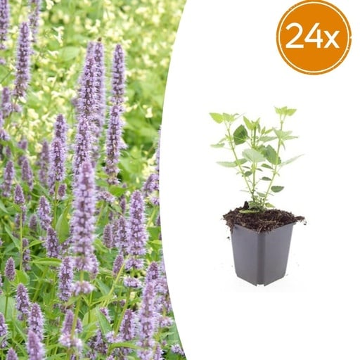 "Duftnessel 'Blue Fortune' 24er-Set (Agastache foeniculum) – winterharte Staude, Topf-Ø 9 cm, Höhe ca. 25 cm image"