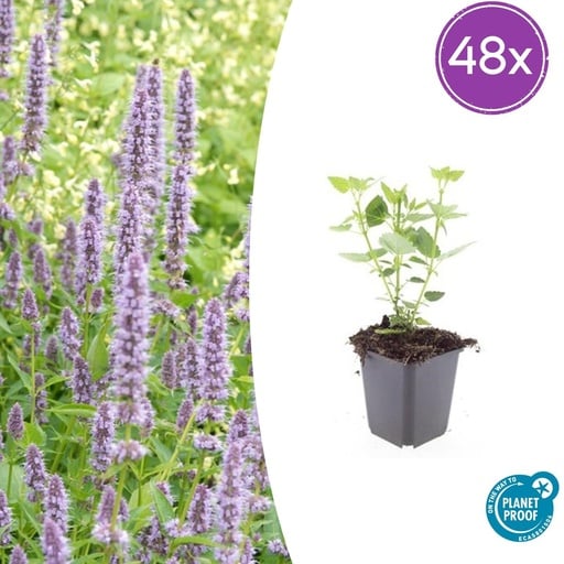 "Duftnessel 'Blue Fortune' 48er-Set (Agastache foeniculum) – winterharte Staude, Topf-Ø 9 cm, Höhe ca. 25 cm image"