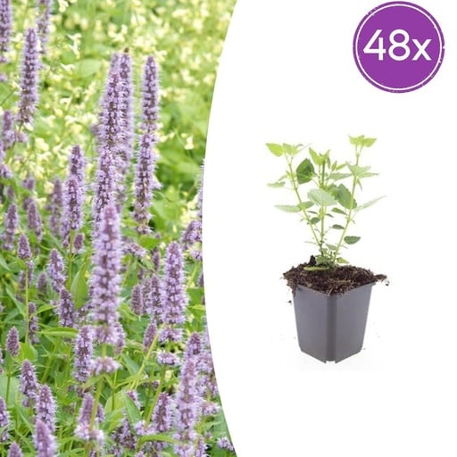 "Duftnessel 'Blue Fortune' 48er-Set (Agastache foeniculum) – winterharte Staude, Topf-Ø 9 cm, Höhe ca. 25 cm image"