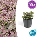 48x Ajuga reptans 'Burgundy Glow' - ↕10-25cm - Ø9cm