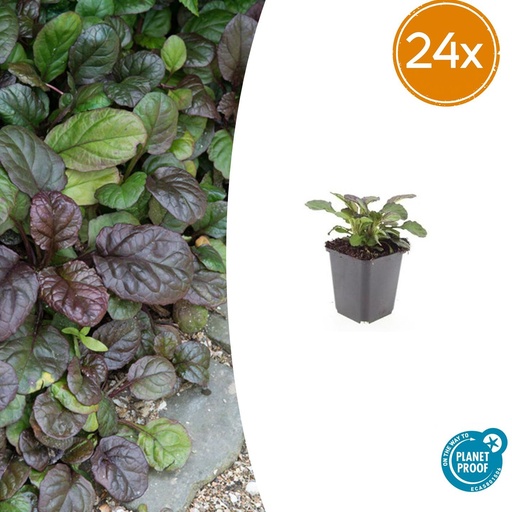 "24x Ajuga reptans 'Catlin's Giant' - ↕10-25cm - Ø9cm image"