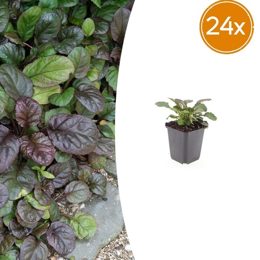 "Kriechender Günsel 'Catlin' 24er-Set (Ajuga reptans) – winterharte Bodendecker-Staude, Topf-Ø 9 cm, Höhe ca. 25 cm image"