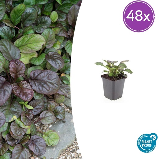 "48x Ajuga reptans 'Catlin's Giant' - ↕10-25cm - Ø9cm image"