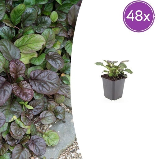 "Kriechender Günsel 'Catlin' 48er-Set (Ajuga reptans) – winterharte Bodendecker-Staude, Topf-Ø 9 cm, Höhe ca. 25 cm image"