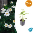 24x Anemone hyb. 'Honorine Jobert' - ↕10-25cm - Ø9cm