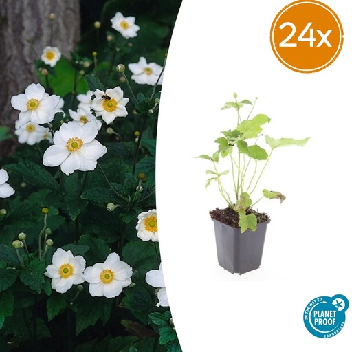 "24x Anemone hyb. 'Honorine Jobert' - ↕10-25cm - Ø9cm image"