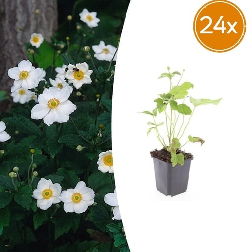 "Herbst-Anemone 'Honorine Jobert' 24er-Set (Anemone hyb.) – winterharte Staude, Topf-Ø 9 cm, Höhe ca. 25 cm image"