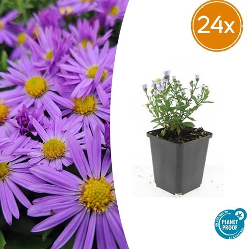 "Aster 'Prof. Anton Kippenberg' 24er-Set (Aster ageratoides) – winterharte Staude, Topf-Ø 9 cm, Höhe ca. 25 cm image"