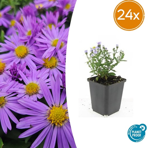 "Aster 'Prof. Anton Kippenberg' 24er-Set (Aster ageratoides) – winterharte Staude, Topf-Ø 9 cm, Höhe ca. 25 cm image"