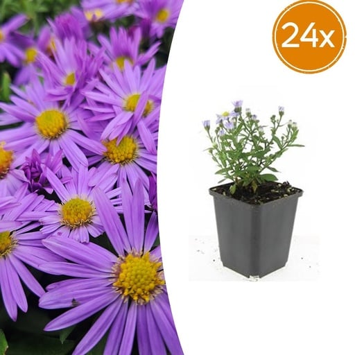 "Aster 'Prof. Anton Kippenberg' 24er-Set (Aster ageratoides) – winterharte Staude, Topf-Ø 9 cm, Höhe ca. 25 cm image"