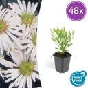 48x Aster ageratoides 'Ashvi' - ↕10-25cm - Ø9cm