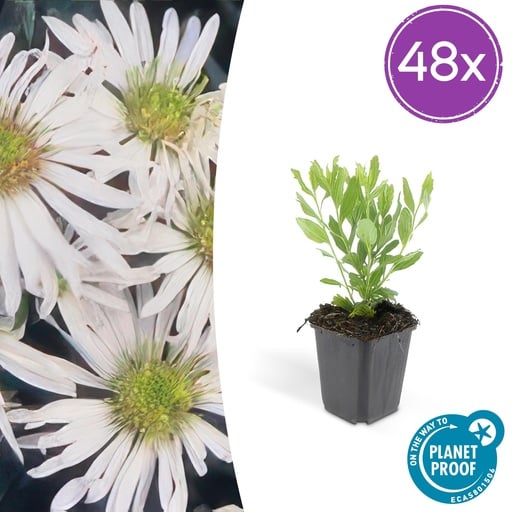 "Wildaster 'Ashvi' 48er-Set (Aster ageratoides) – winterharte Staude, Topf-Ø 9 cm, Höhe ca. 25 cm image"