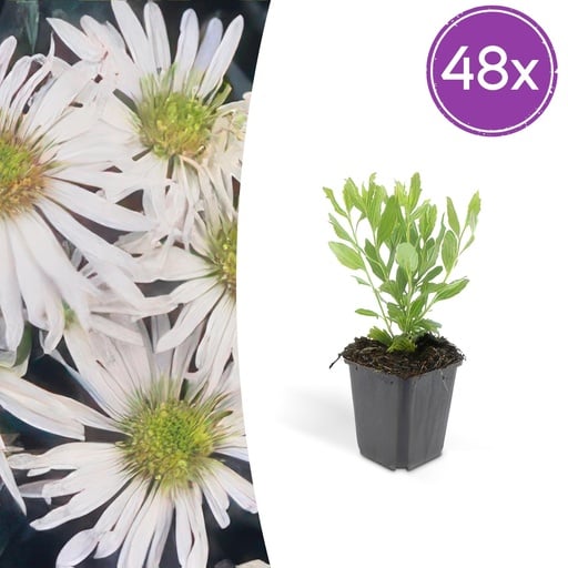 "Wildaster 'Ashvi' 48er-Set (Aster ageratoides) – winterharte Staude, Topf-Ø 9 cm, Höhe ca. 25 cm image"