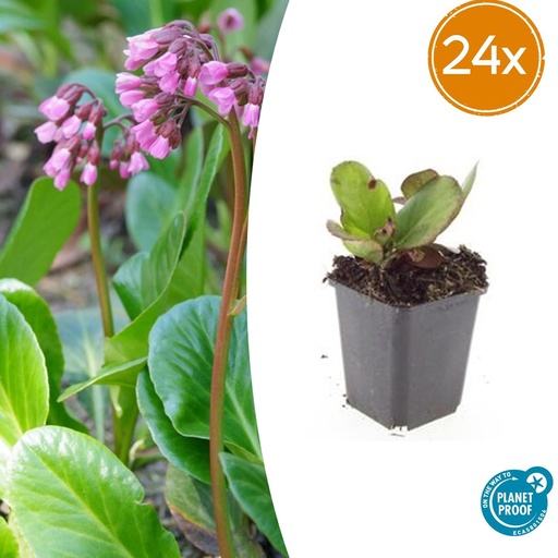 "24x Bergenia cordifolia 'Herbstblüte'  - ↕10-25cm - Ø9cm image"