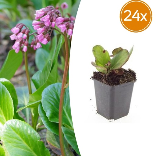 "Herzblatt-Bergenie 'Herbstblüte' 24er-Set (Bergenia cordifolia) – winterharte Staude, Topf-Ø 9 cm, Höhe ca. 25 cm image"