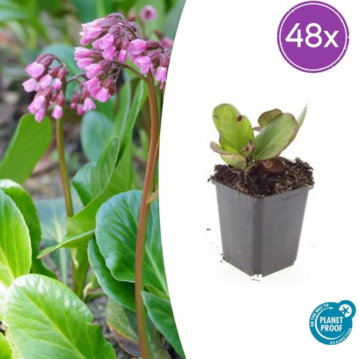 "48x Bergenia cordifolia 'Herbstblüte'  - ↕10-25cm - Ø9cm image"