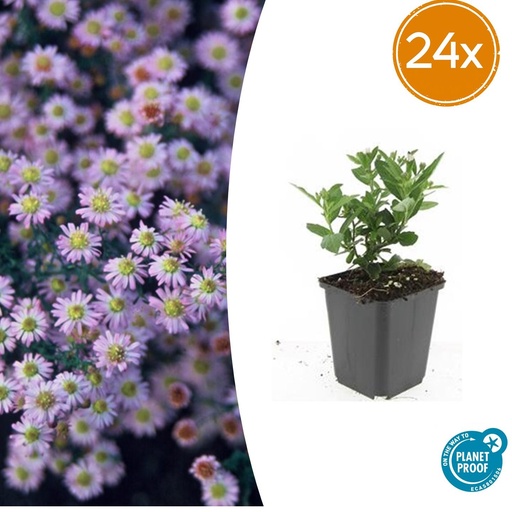 "24x Aster ageratoides 'Stardust' - ↕10-25cm - Ø9cm image"