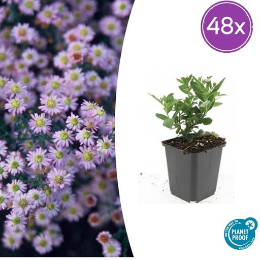 "Wildaster 'Stardust' 48er-Set (Aster ageratoides) – winterharte Staude, Topf-Ø 9 cm, Höhe ca. 25 cm image"