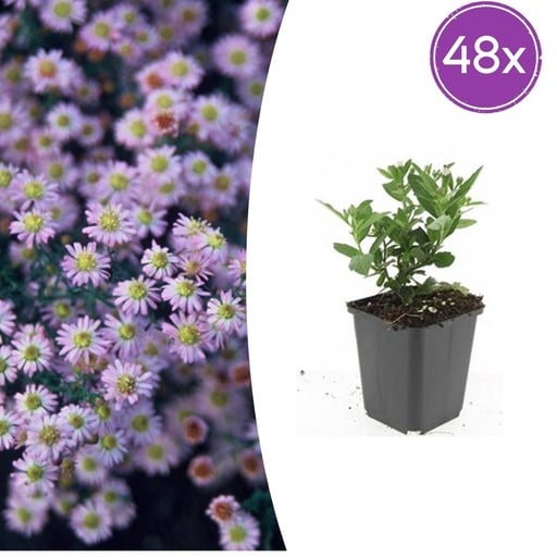 "Wildaster 'Stardust' 48er-Set (Aster ageratoides) – winterharte Staude, Topf-Ø 9 cm, Höhe ca. 25 cm image"