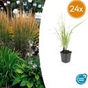 24x Calamagrostis acut. 'Karl Foerster'  - ↕10-25cm - Ø9cm
