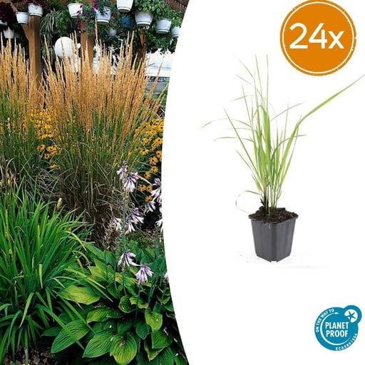 "Garten-Reitgras 'Karl Foerster' 24er-Set (Calamagrostis x) – winterhartes Ziergras, Topf-Ø 9 cm, Höhe ca. 25 cm image"