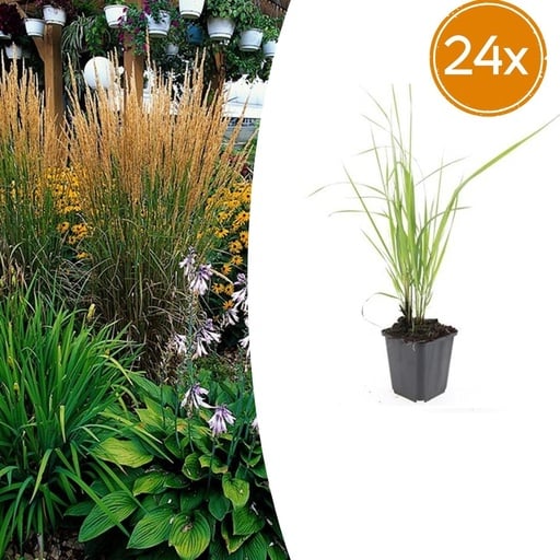 "Garten-Reitgras 'Karl Foerster' 24er-Set (Calamagrostis x) – winterhartes Ziergras, Topf-Ø 9 cm, Höhe ca. 25 cm image"