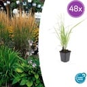 48x Calamagrostis acut. 'Karl Foerster'  - ↕10-25cm - Ø9cm