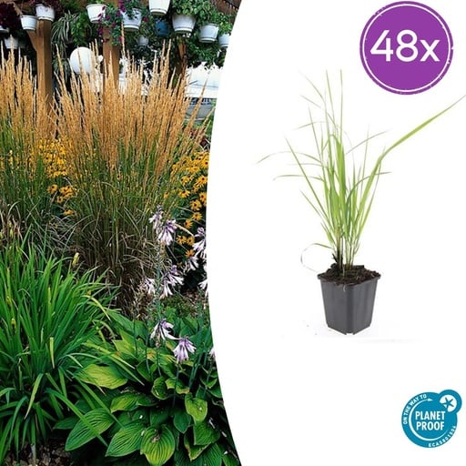 "48x Calamagrostis acut. 'Karl Foerster'  - ↕10-25cm - Ø9cm image"