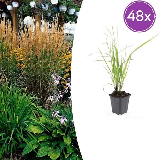 "Garten-Reitgras 'Karl Foerster' 48er-Set (Calamagrostis x) – winterhartes Ziergras, Topf-Ø 9 cm, Höhe ca. 25 cm image"