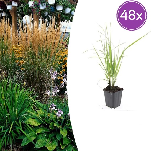 "Garten-Reitgras 'Karl Foerster' 48er-Set (Calamagrostis x) – winterhartes Ziergras, Topf-Ø 9 cm, Höhe ca. 25 cm image"