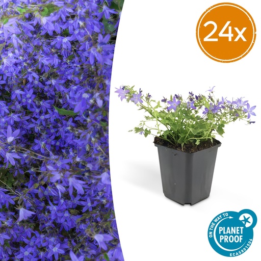 "24x Campanula poscharskyana 'Stella' - ↕10-25cm - Ø9cm image"