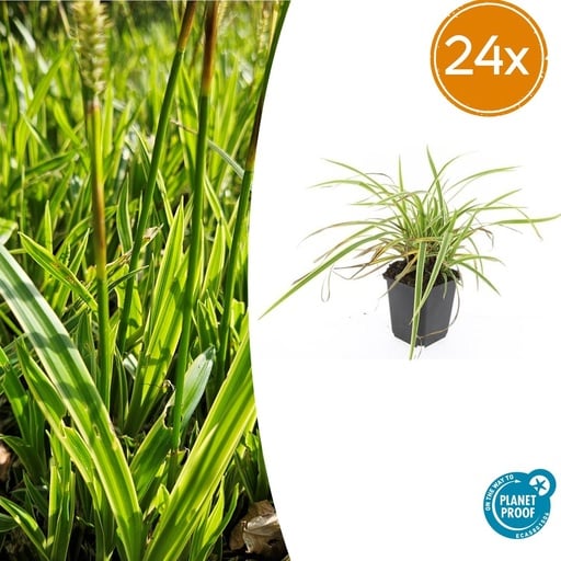 "24x Carex morrowii 'Aureovariegata'  - ↕10-25cm - Ø9cm image"