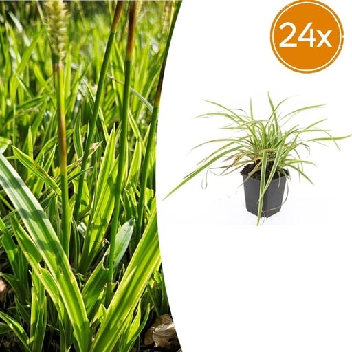 "Japan-Segge 'Aureovariegata' 24er-Set (Carex morrowii) – winterhartes Ziergras, Topf-Ø 9 cm, Höhe ca. 25 cm image"