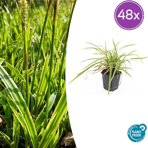 "48x Carex morrowii 'Aureovariegata'  - ↕10-25cm - Ø9cm image"
