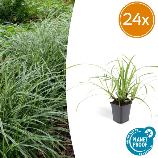 "24x Carex morrowii 'Ice Dance' - ↕10-25cm - Ø9cm image"